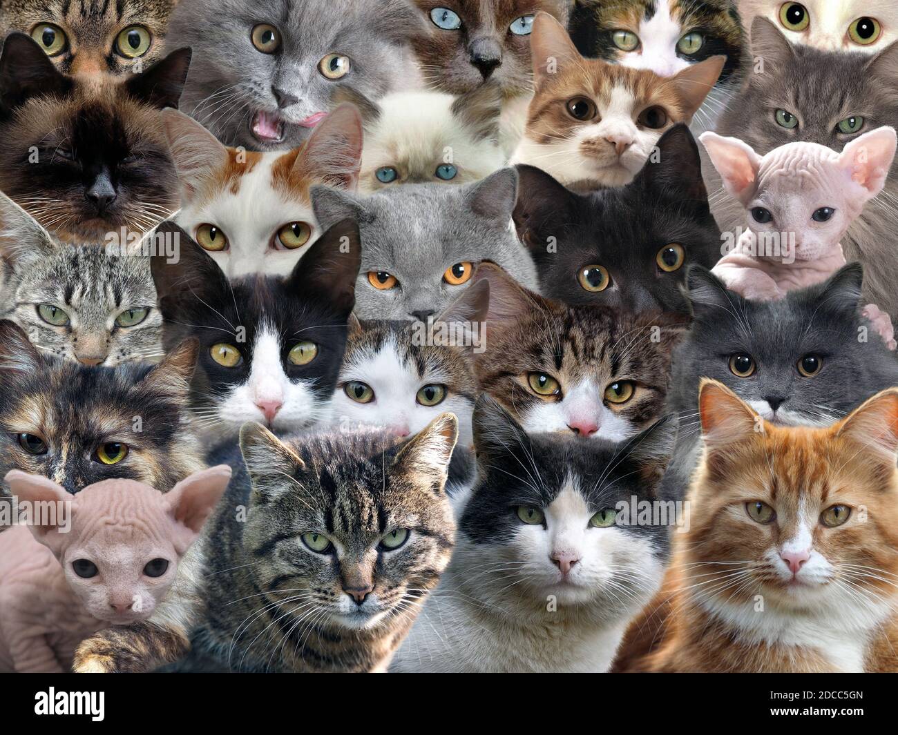A lot of cats of different breeds Stock Photo Alamy
