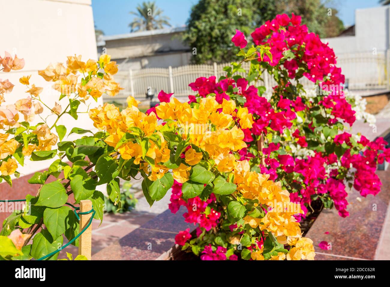 bougainvillea yellow