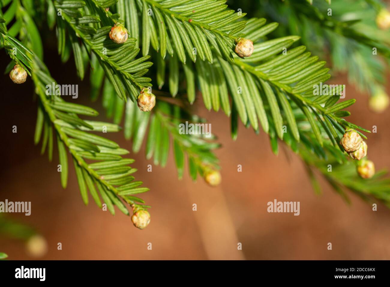 Coast redwood (Sequoia sempervirens) tree - close-up of male flowers growing at the end of the leaves during late autumn or november, UK Stock Photo