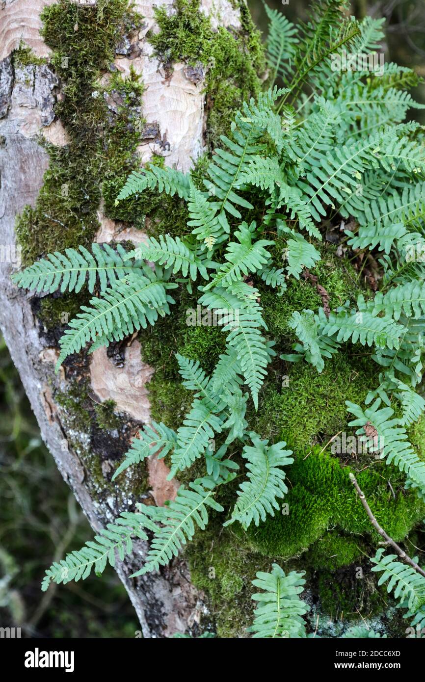 Common Polypody (Polypodium vulgare) Growing on the Trunk of a Tree ...