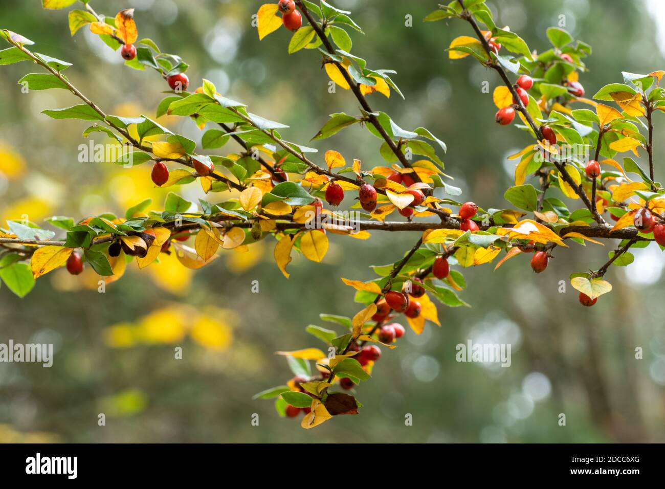 Himalyan cotoneaster (Cotoneaster simonsii) with orange berries and colourful foliage during autumn or November, UK Stock Photo