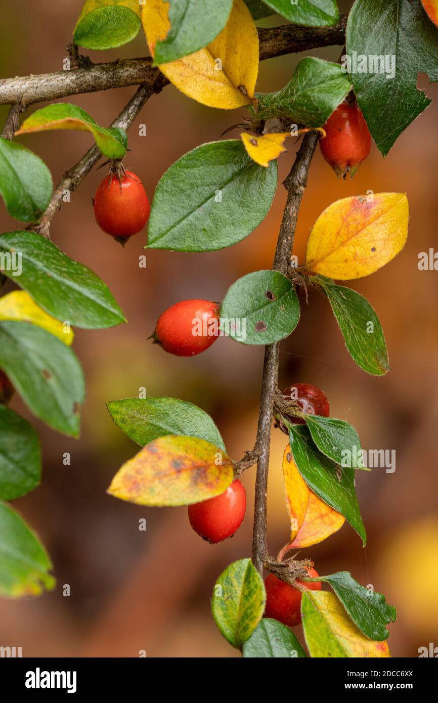 Himalyan cotoneaster (Cotoneaster simonsii) with orange berries and colourful foliage during autumn or November, UK Stock Photo