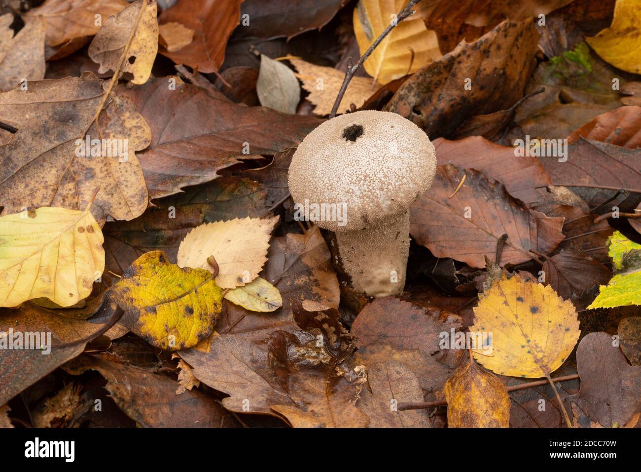 Common puffball (Lycoperdon perlatum) on woodland floor during autumn in Hampshire, UK Stock Photo
