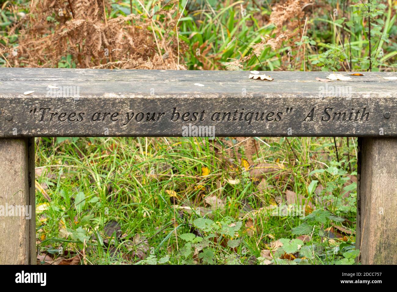 Quote by Alexander Smith on a wooden bench 'Trees are your best antiques' Stock Photo