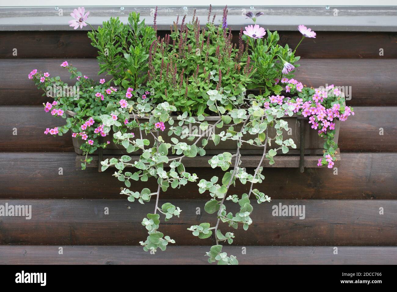 Pink and white flowering plants in a flower box in the window sill . Gerbera, and bacopa flower growth in pot Stock Photo