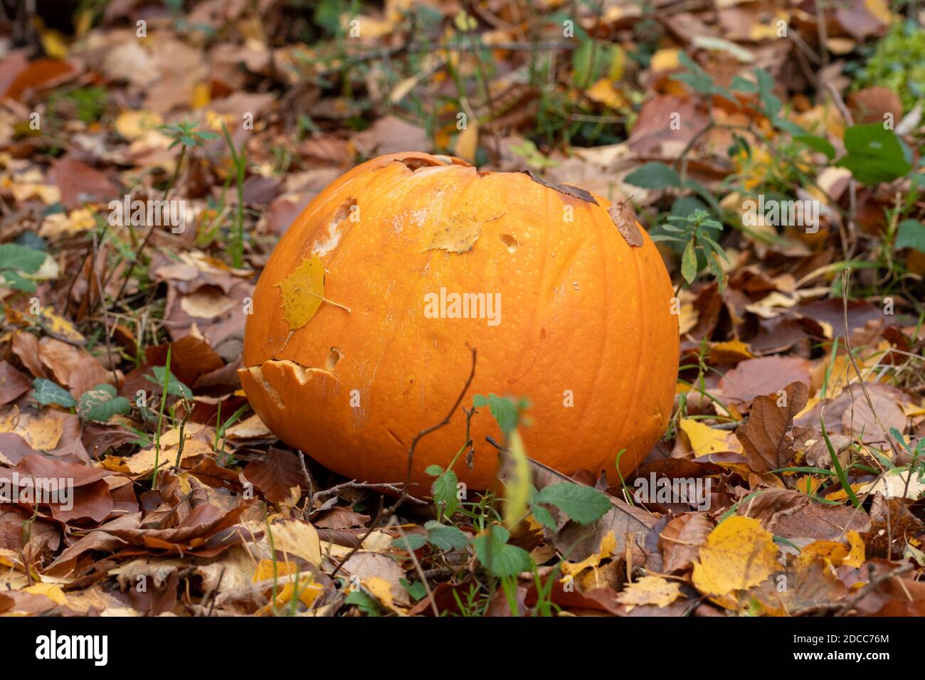 Pumpkin thrown away in the woods for wildlife to feed on after Halloween, UK. Bad for some wildlife species Stock Photo