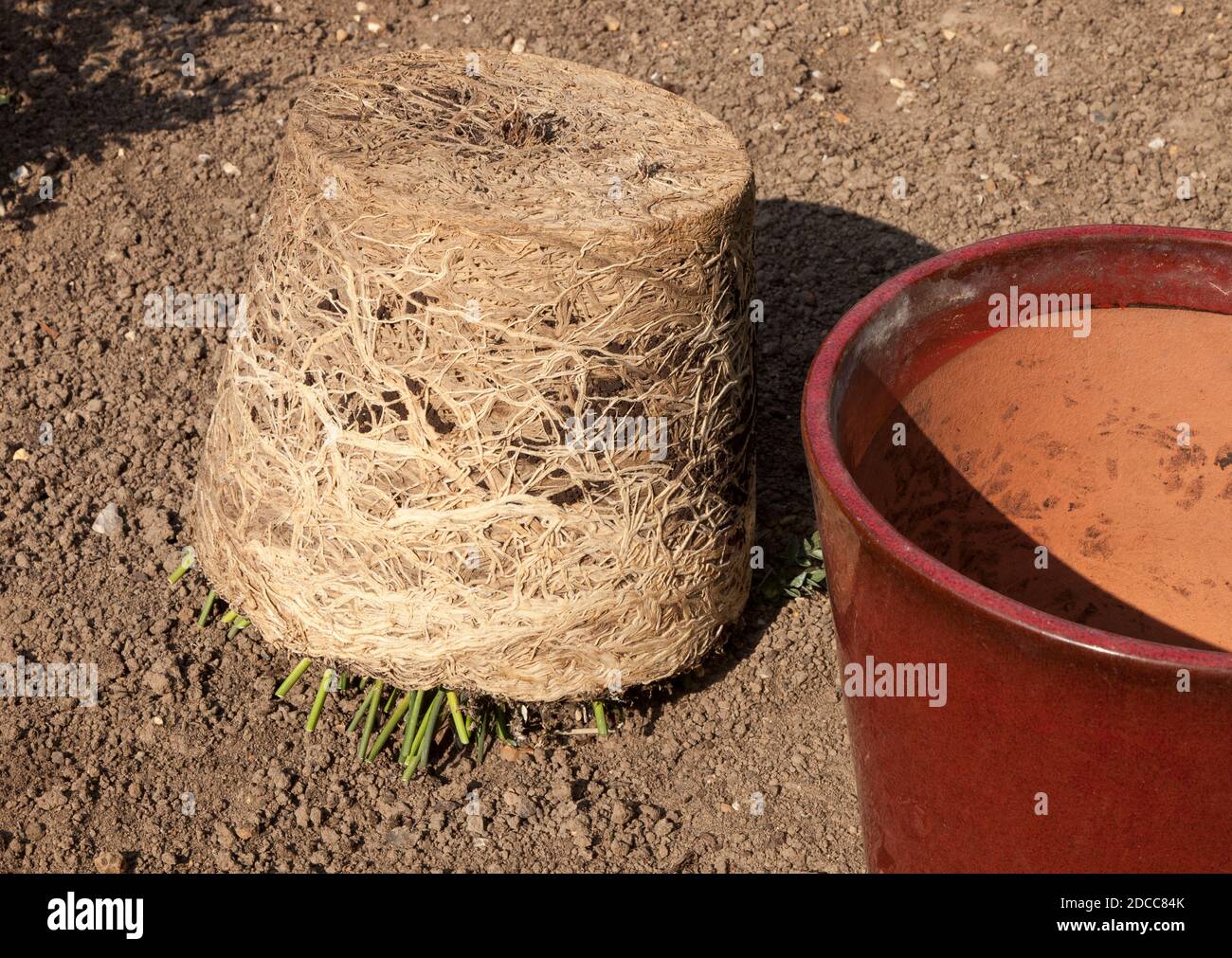 Pot bound roots hires stock photography and images Alamy