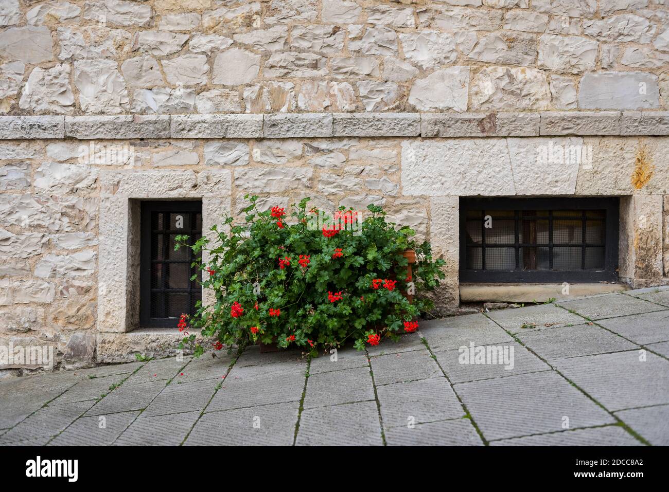 Bush with bright red flowers on the street with a stone wall and