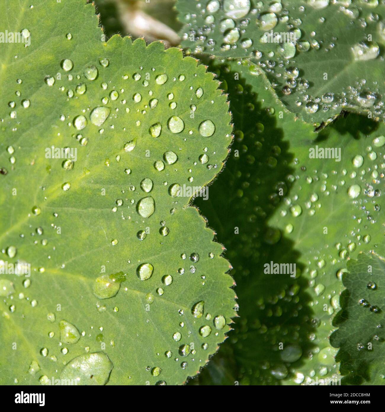 raindrops on the leaves of a big rooted geranium Stock Photo