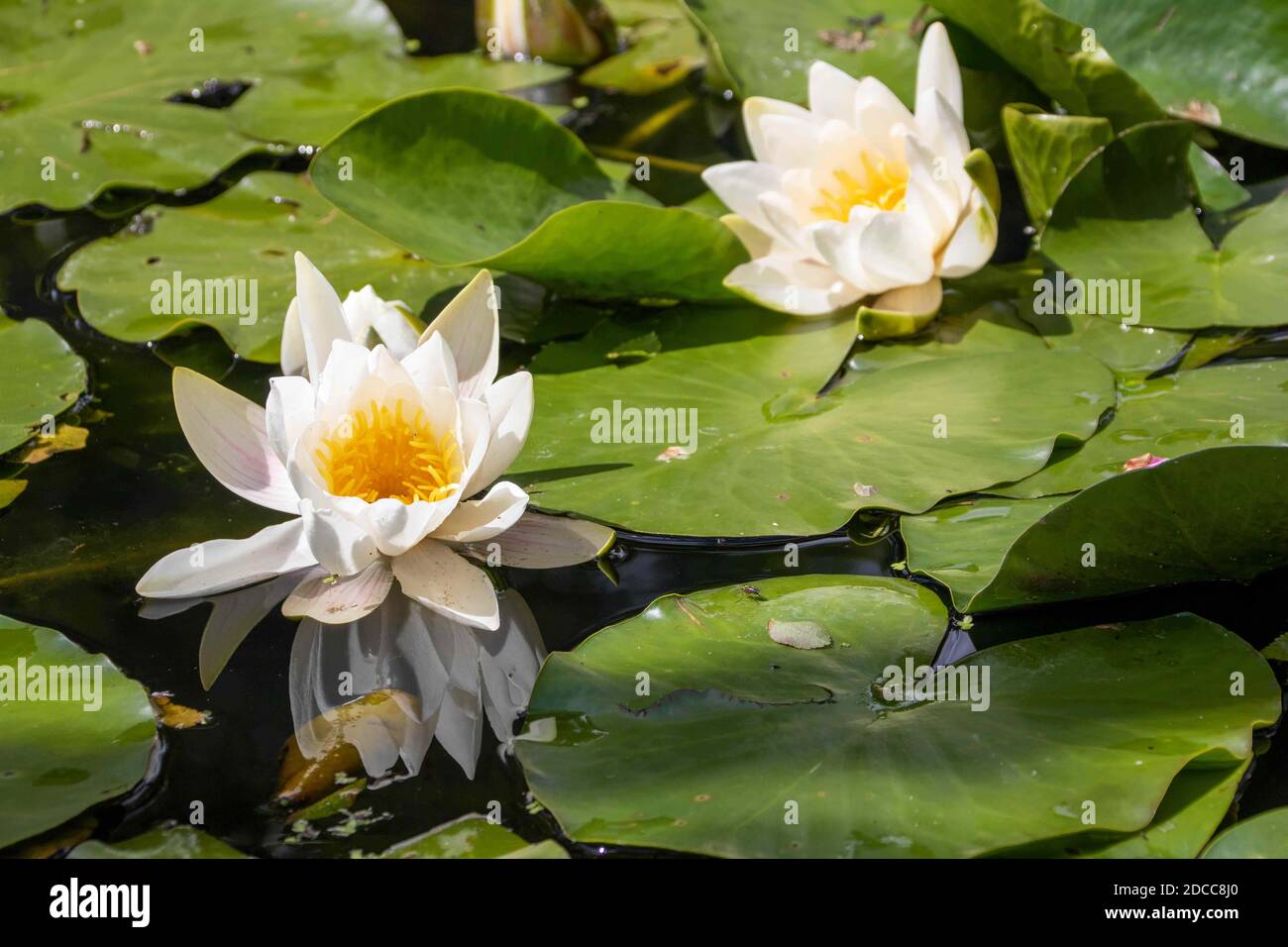 Water lillies nymphaeaceae hi-res stock photography and images - Alamy