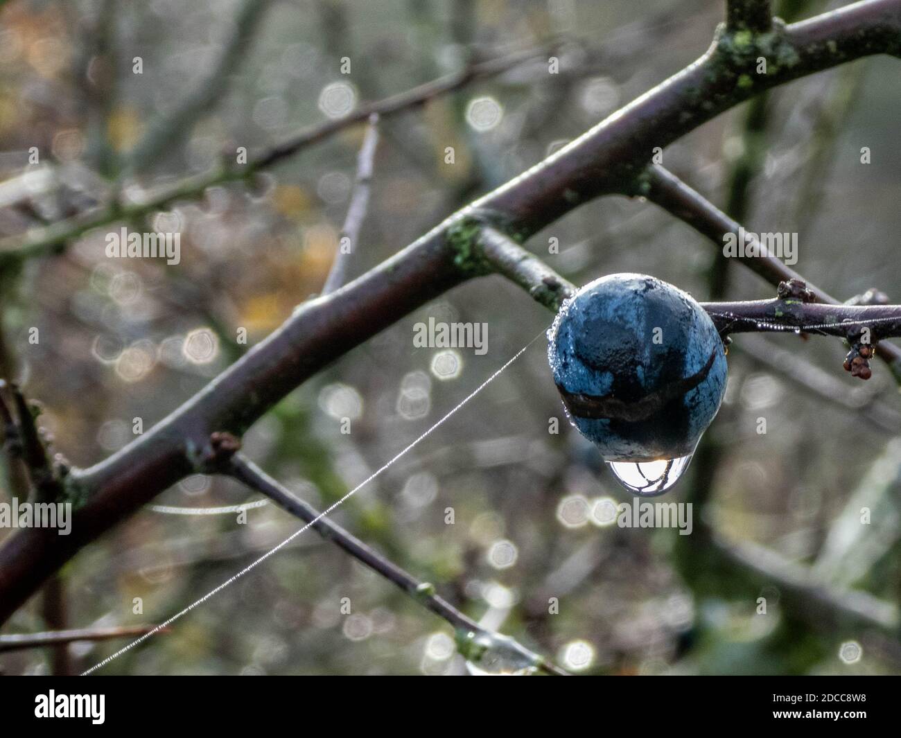 reflection in a raindrop on a sloe berry Stock Photo