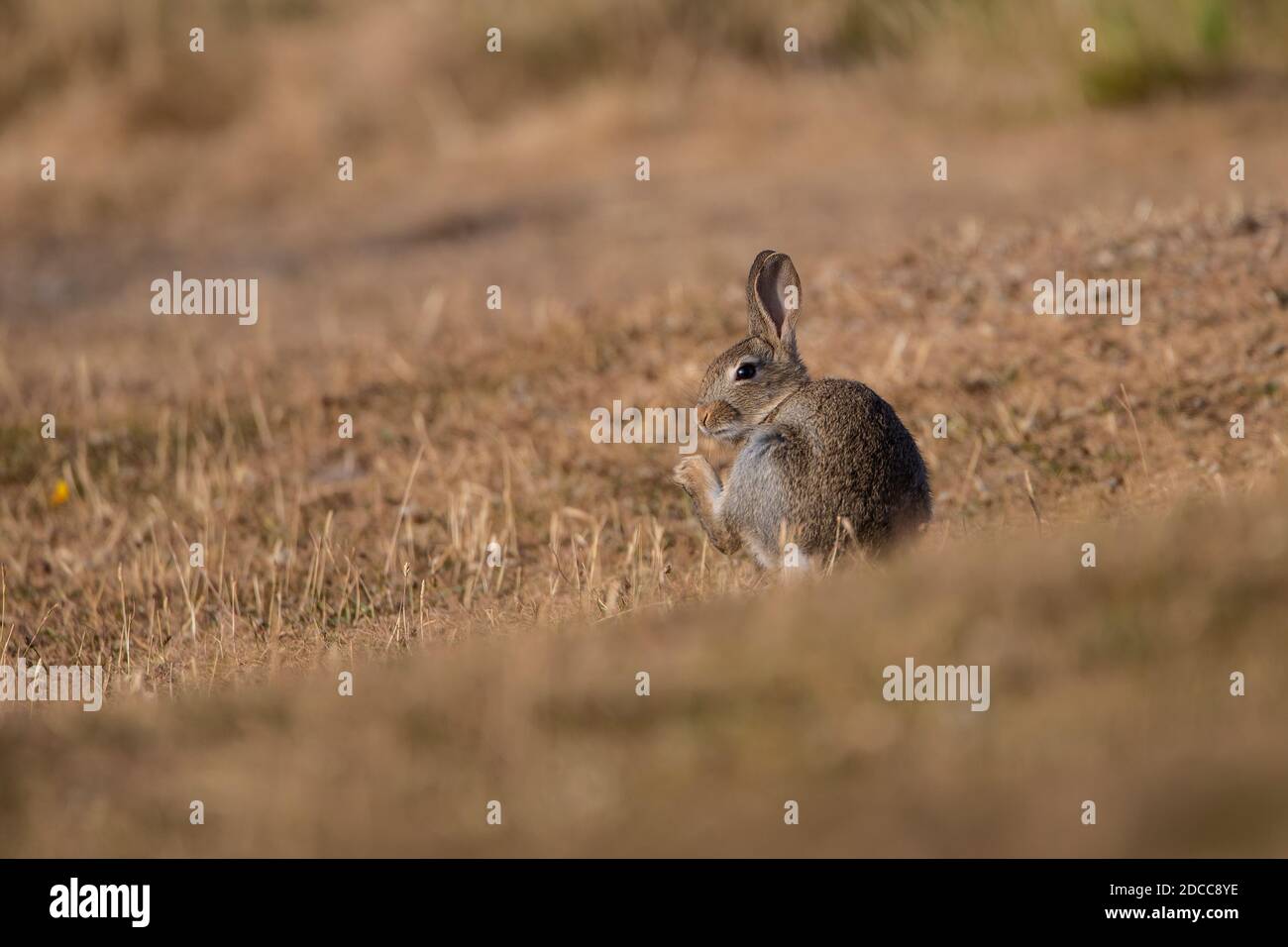 Wild Rabbit Oryctolagus cuniculus preening on the short grass of the Great Orme headland at dawn in North Wales, U.K. Stock Photo