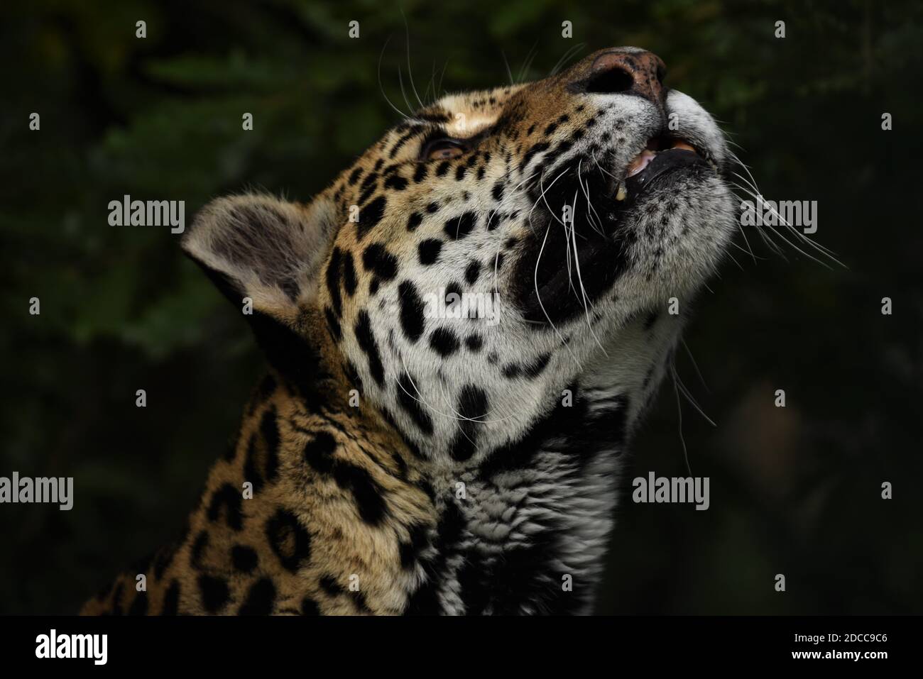 "Amur leopard", "Leopards head looking upwards", "Spotted", "enquiring