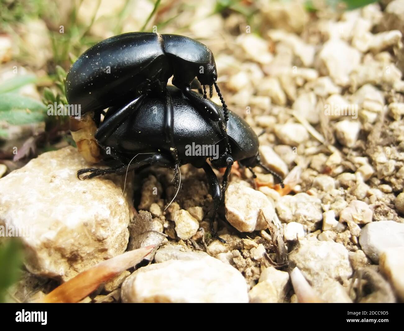 Mating of two white Earth-boring dung beetles (Geotrupidae) Stock Photo