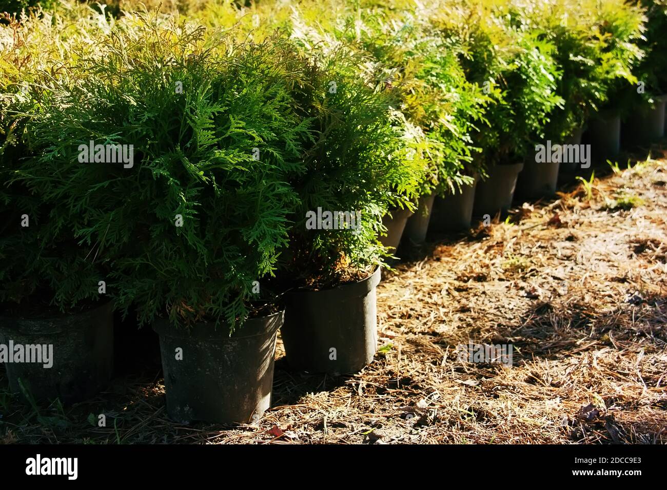 Row of flowerpots with garden plants. Thuja occidentalis (northern white-cedar, eastern arborvitae or tree of life) Stock Photo