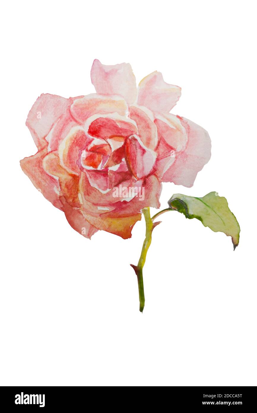 Hand painted watercolor pink rose isolated on white background Stock ...