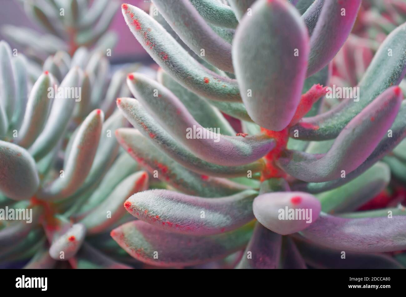 Echeveria leucotricha (Chenille Plant). Nature abstract background. Close-up Stock Photo