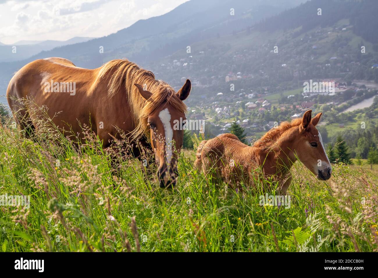 Horse with foal graze in the meadow Stock Photo