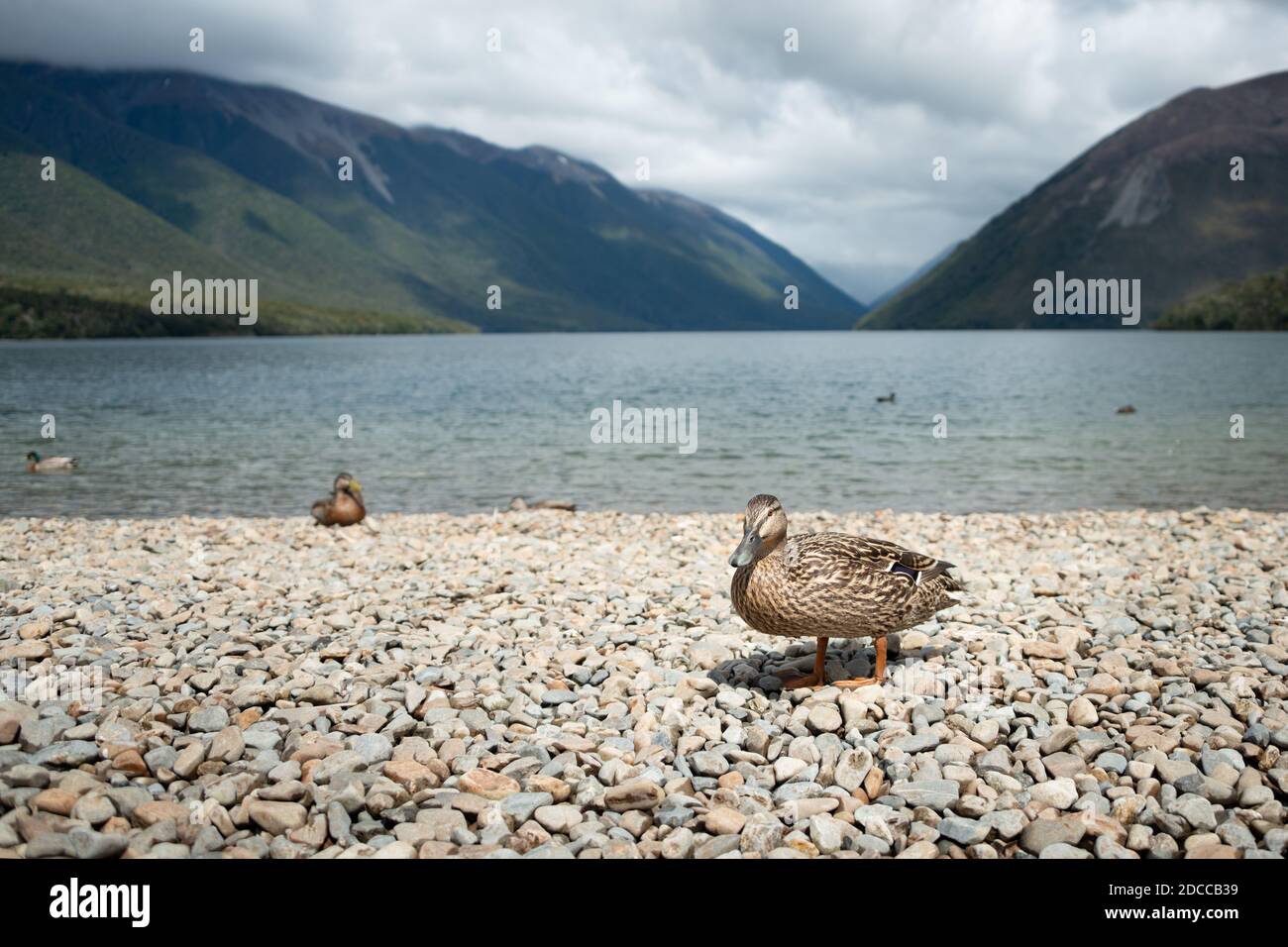 Ducks on the shore of lake Rotoiti, Nelson Lakes National Park Stock Photo