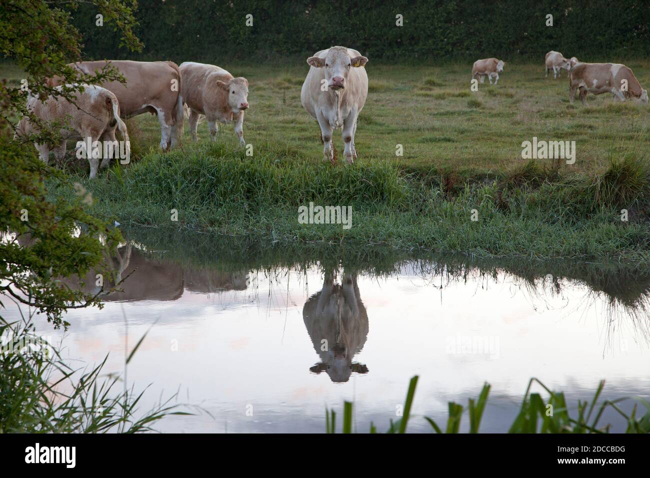 Cattle beside the River Ebble near Odstock in Wiltshire. Stock Photo