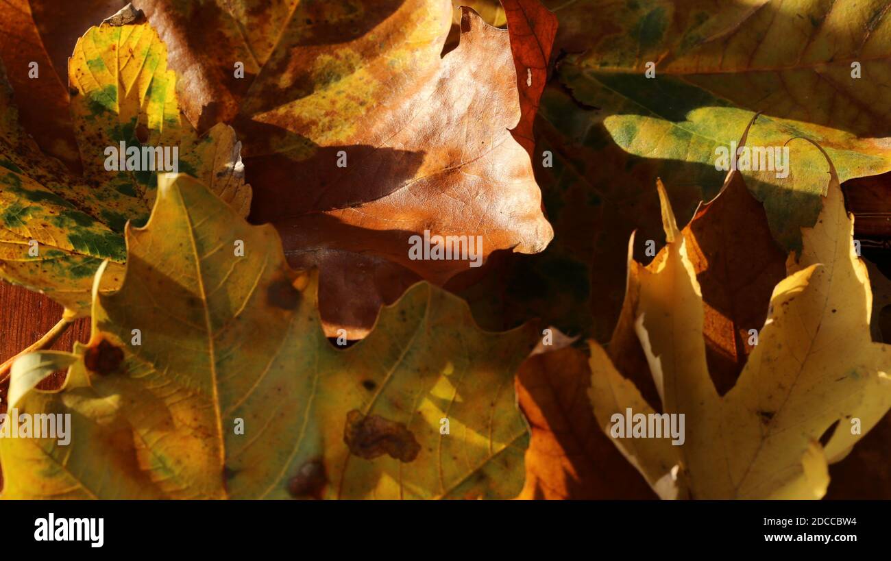 'Autumn Leaves' October 2020 Close up leaves and veins, taken with Canon 100mm Macro Lens Stock Photo