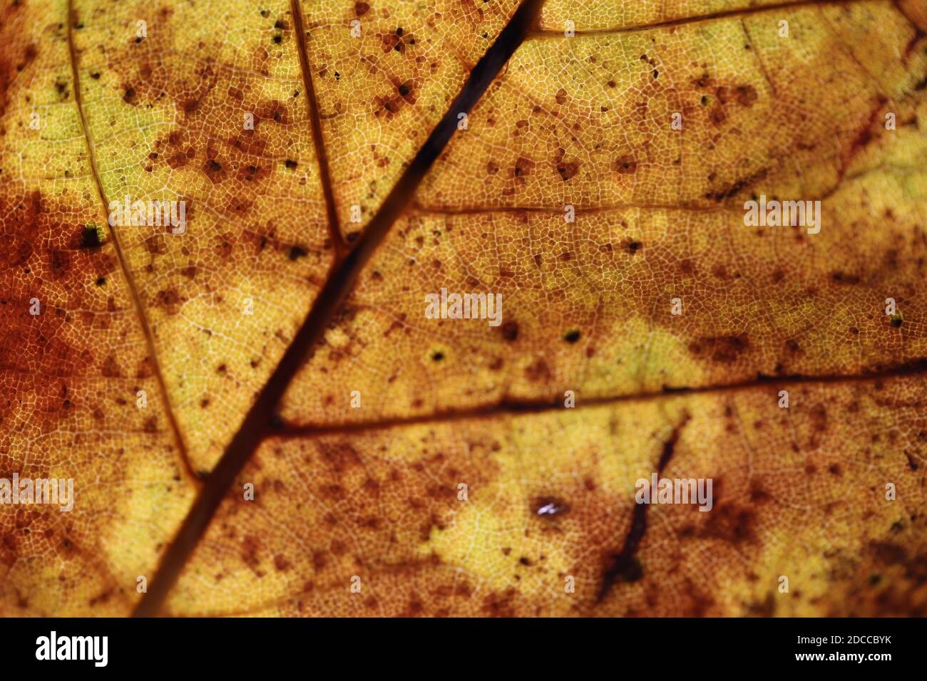 'Autumn Leaves' October 2020 Close up leaves and veins, taken with Canon 100mm Macro Lens Stock Photo
