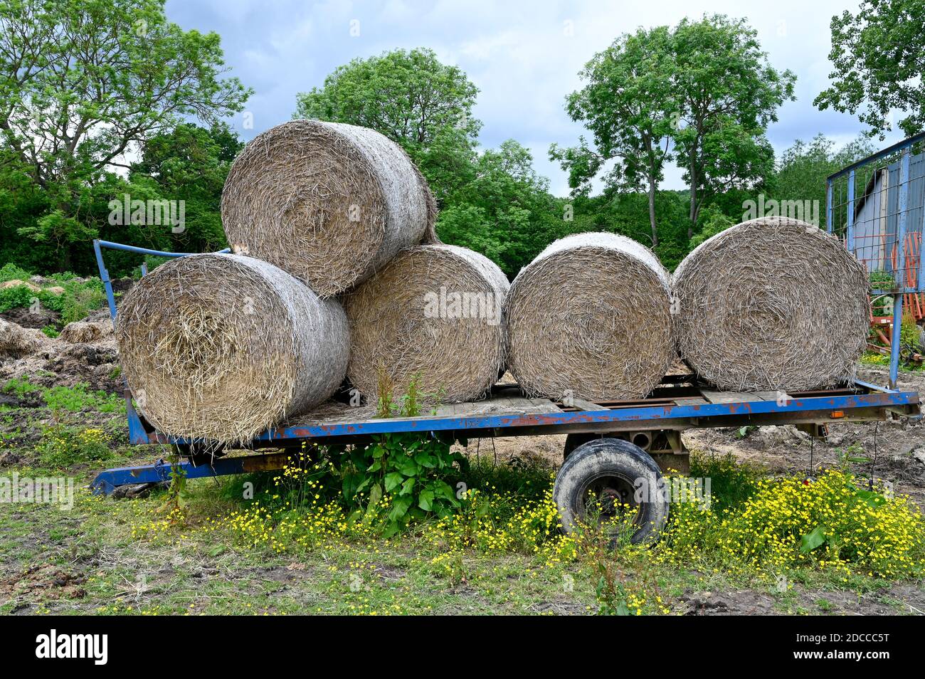 Round bales of straw stcked on a farmers trailer. Stock Photo