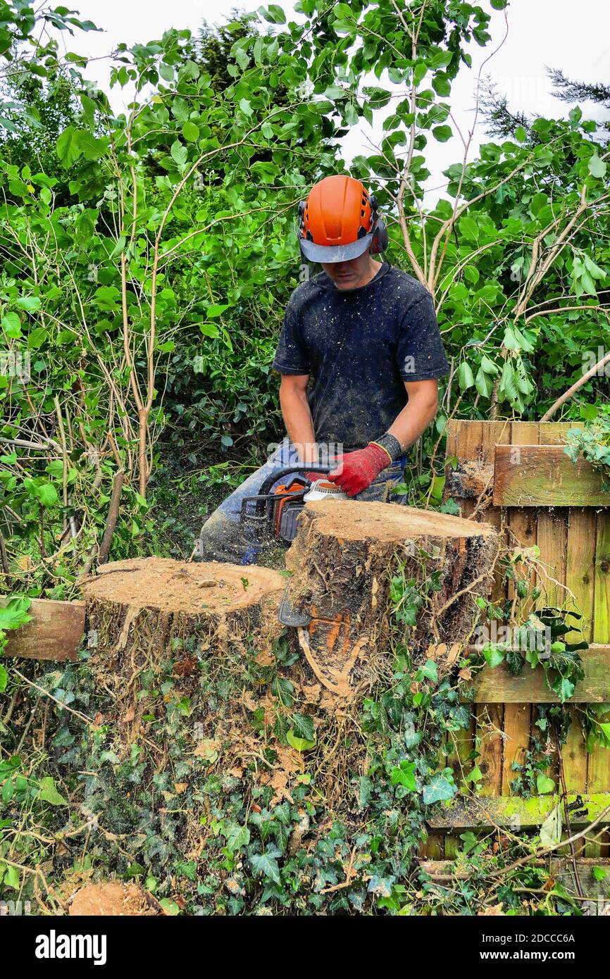 Tree Surgeon or Arborist cutting up a tree stump with a chainsaw. Stock Photo