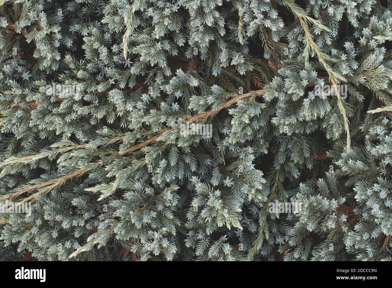 Branches of Juniperus squamata (flaky juniper or Himalayan juniper). Nature background Stock Photo