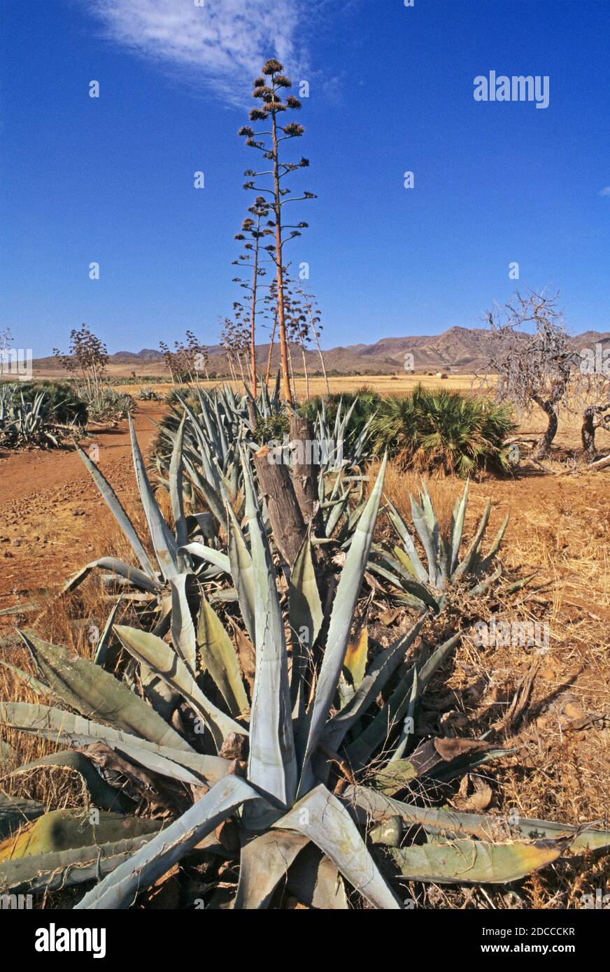 typical vegetation of  Cabo de Gata-Níjar natural park, Biosphere Reserve, Almeria, Andalusia, Spain Stock Photo