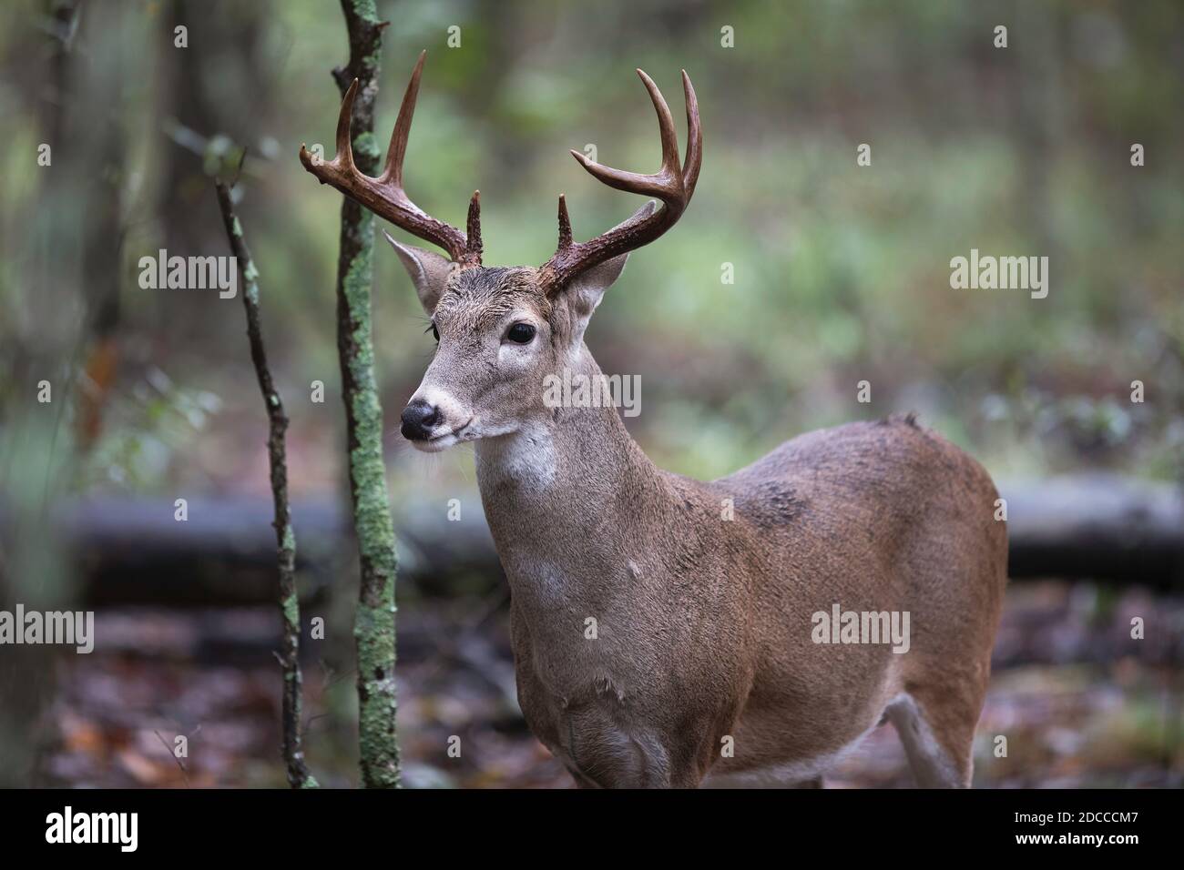 Rainy Day Whitetail Buck Stock Photo