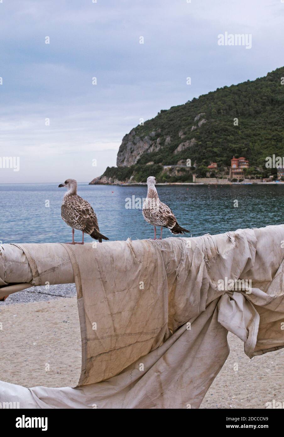 seagulls perched on fishing boat mast, Noli, Riviera di Ponente, Liguria, Italy Stock Photo