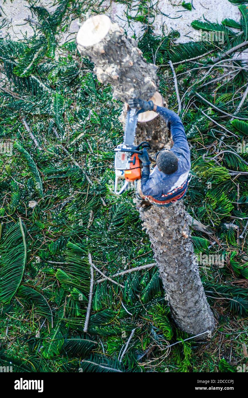 Miami Beach Florida,Ocean Drive,tree removal company climber,chain saw dangerous job, Stock Photo