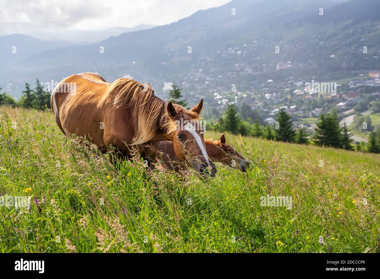 Horse with foal graze in the meadow. Stock Photo