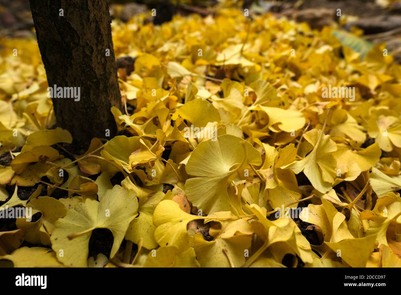 Yellow ginkgo biloba leaves in autumn time , also known as the ...
