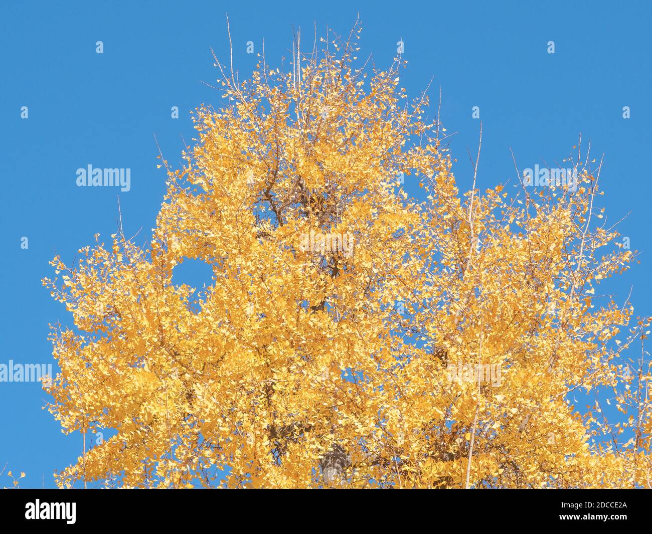 stunning Ginkgo biloba tree with leaves yellowed by autumn Stock Photo ...