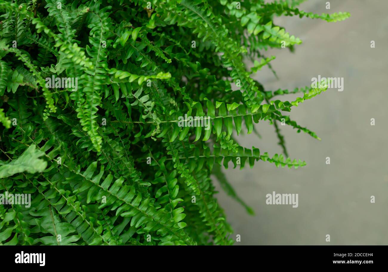 Wild tropical fern with green leaves closeup Stock Photo