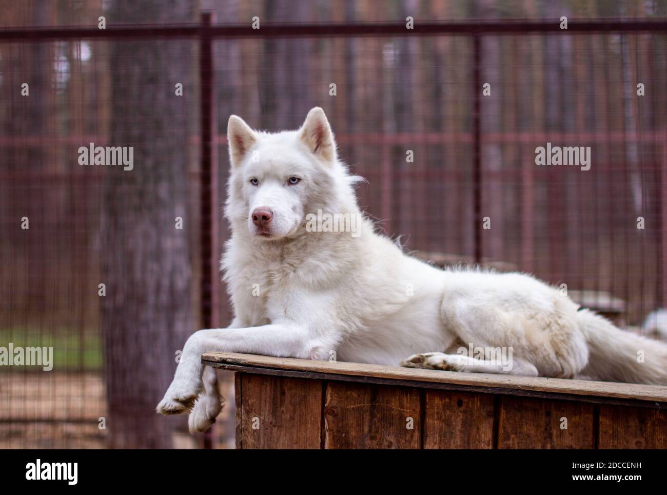 Siberian husky house dog sale
