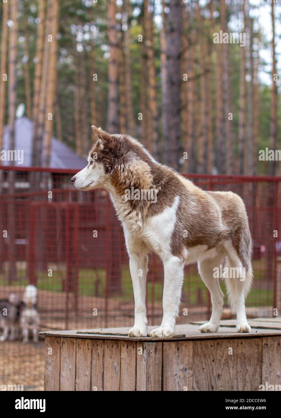 Siberian husky dog lying on a wooden house. The dog is lying, bored ...