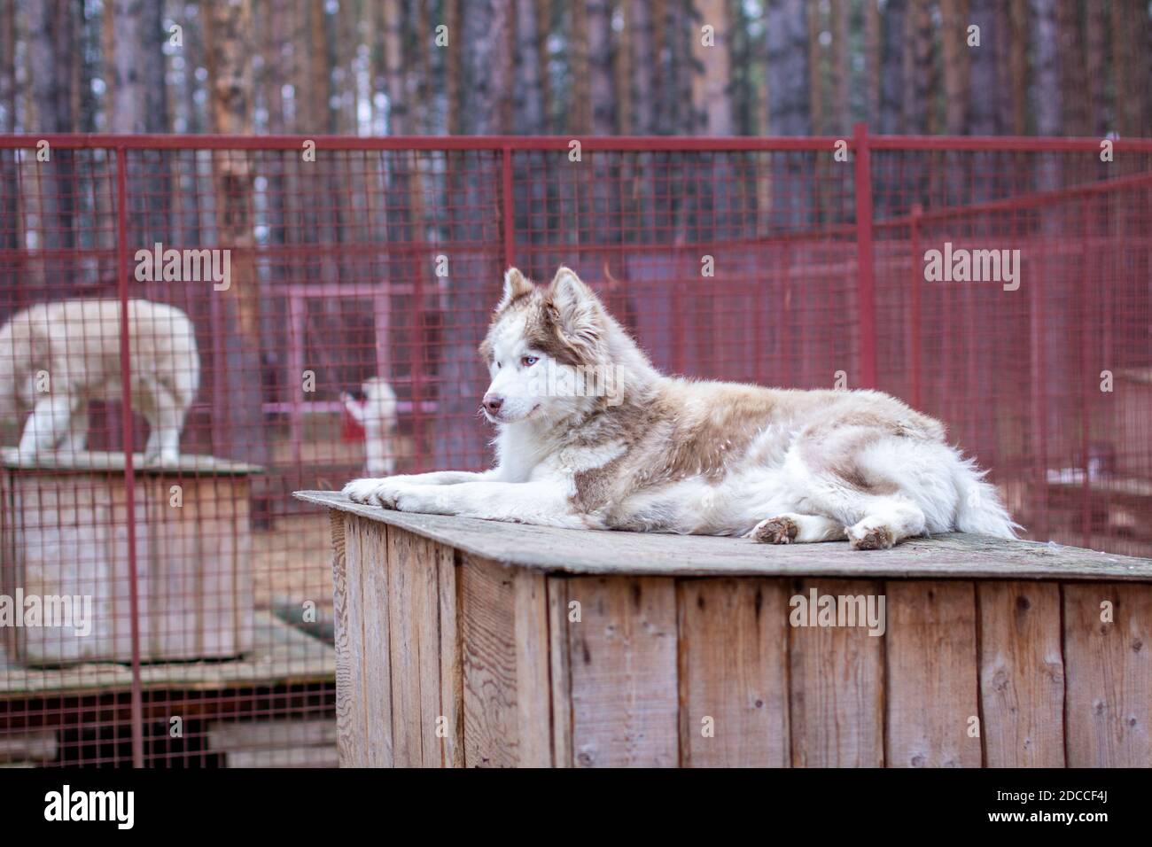 Siberian husky dog lying on a wooden house. The dog is lying, bored ...