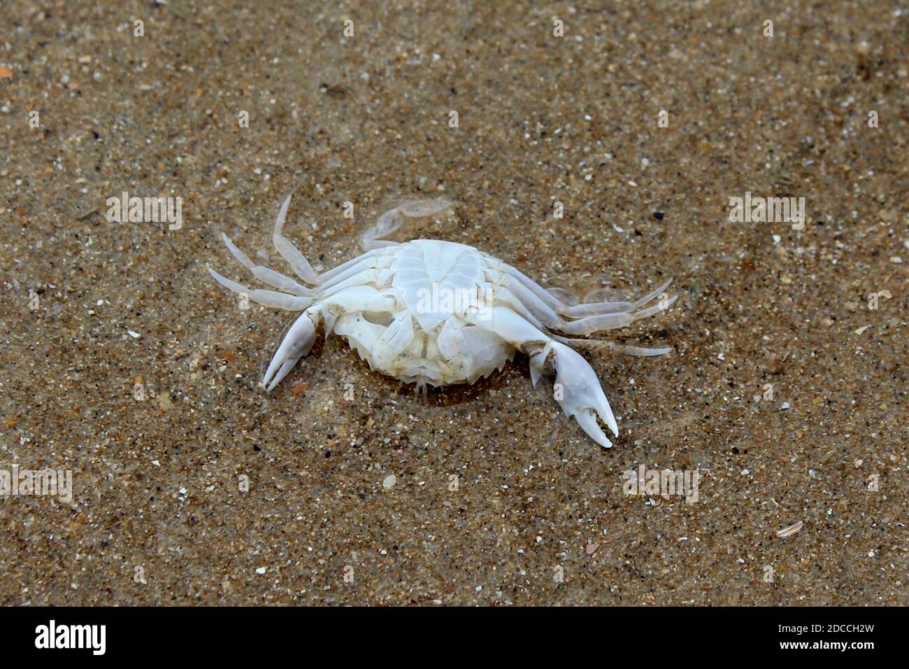 tote weiße Krabbe am Sandstrand von Omaha Beach in der Normandie in Frankreich. Stock Photo
