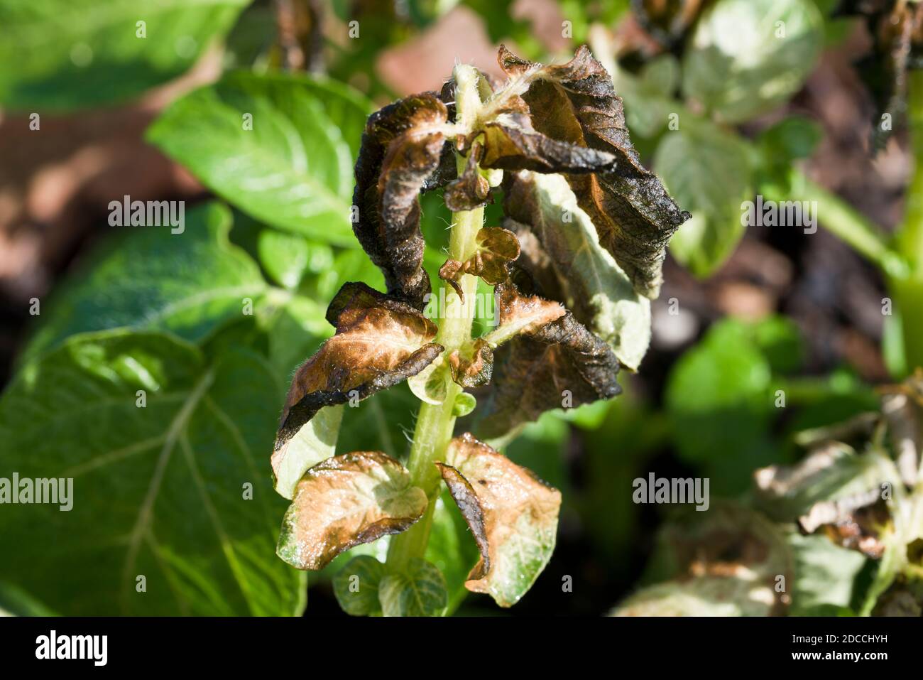 Potato leaves frost damage hires stock photography and images Alamy