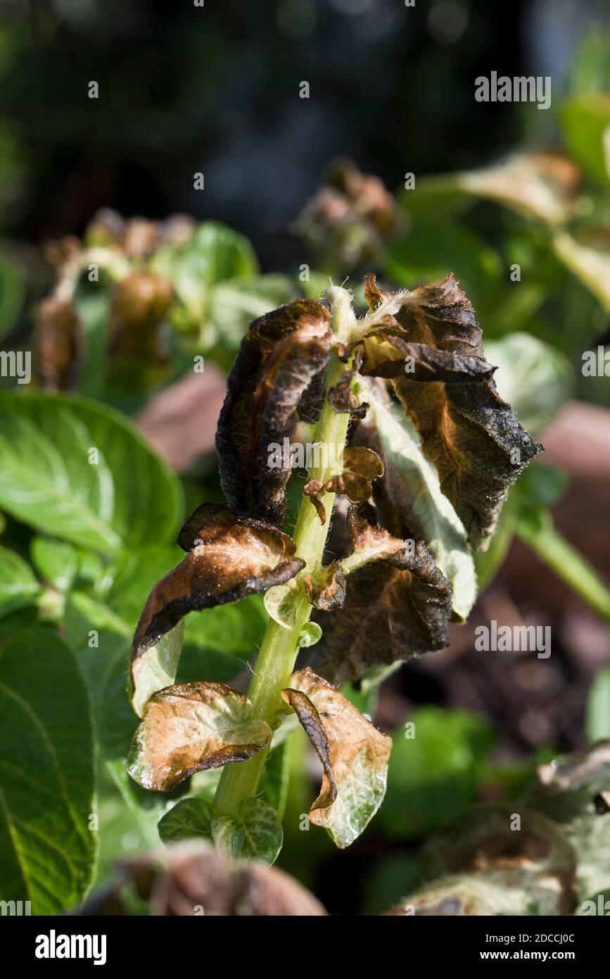 Early potato plants showing signs of frost damage to the leaves Stock