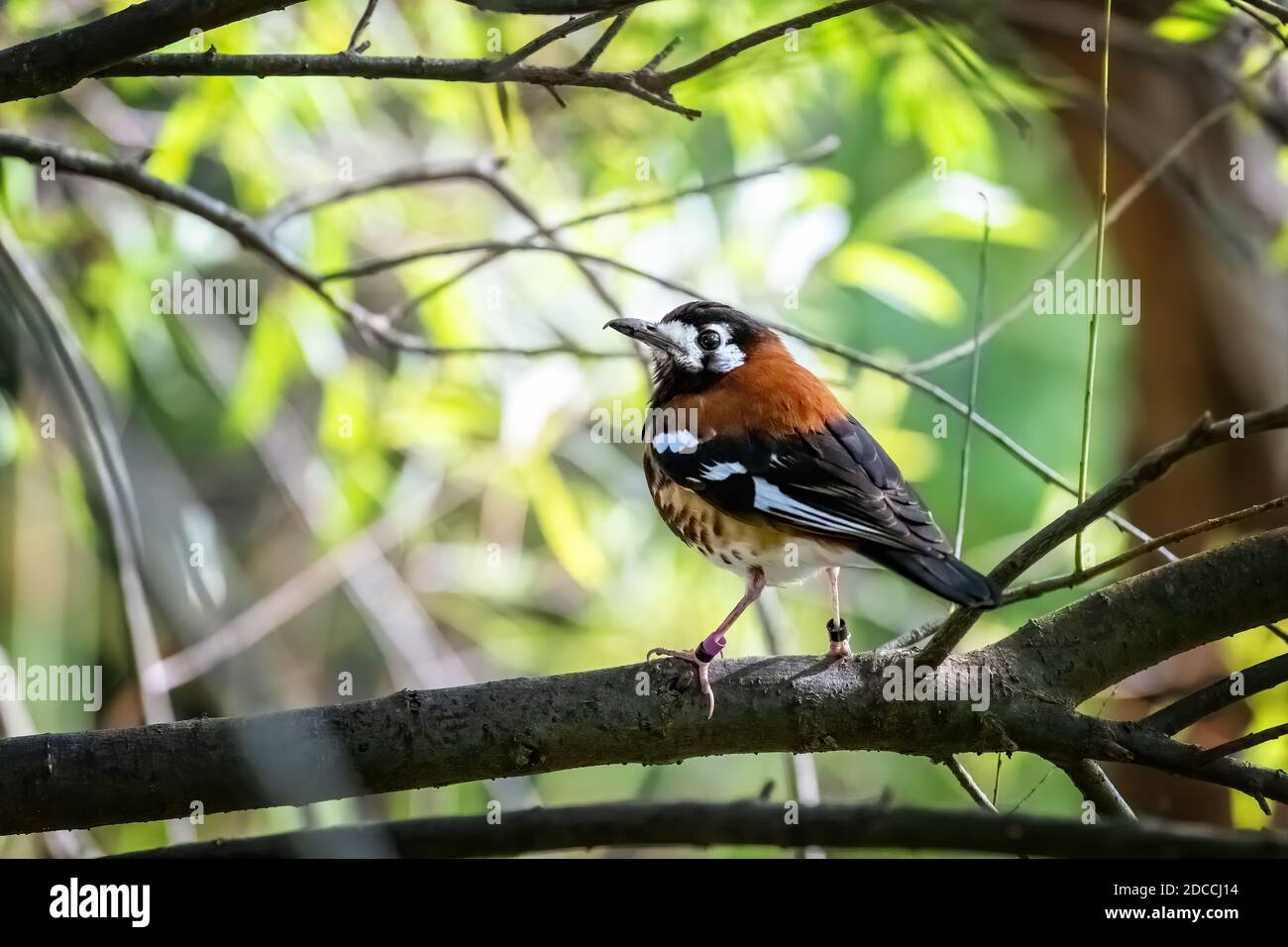 Chestnut-backed thrush, Geokichla dohertyi, perched on a branch. Indigenous to Lombok, Timor and the Lesser Sunda Islands in Indonesia. Captive breedi Stock Photo