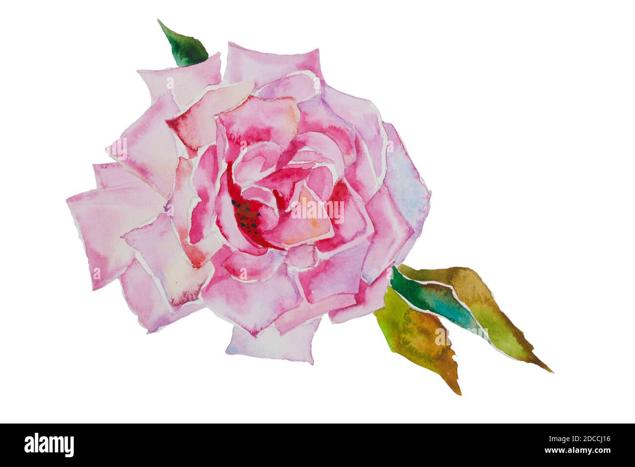 watercolor pink rose with leaves original illustration isolated on ...