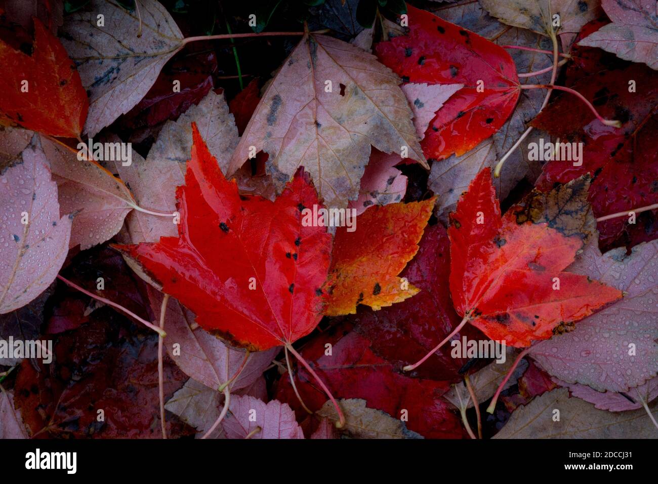 Wet leaves on the ground evoke the feeling of autumn Stock Photo