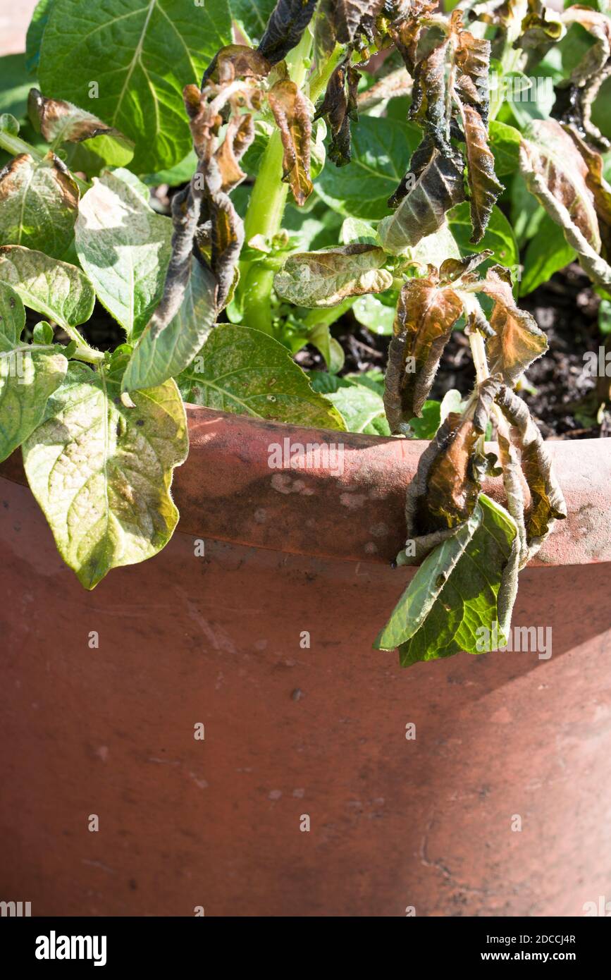 Potato leaves frost damage hires stock photography and images Alamy