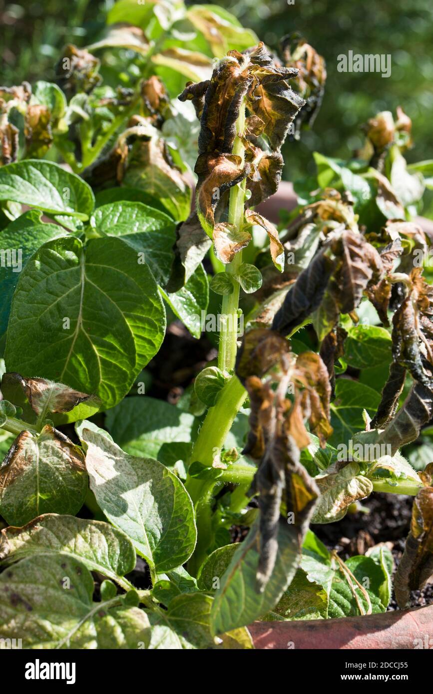 Early potato plants showing signs of frost damage to the leaves Stock Photo