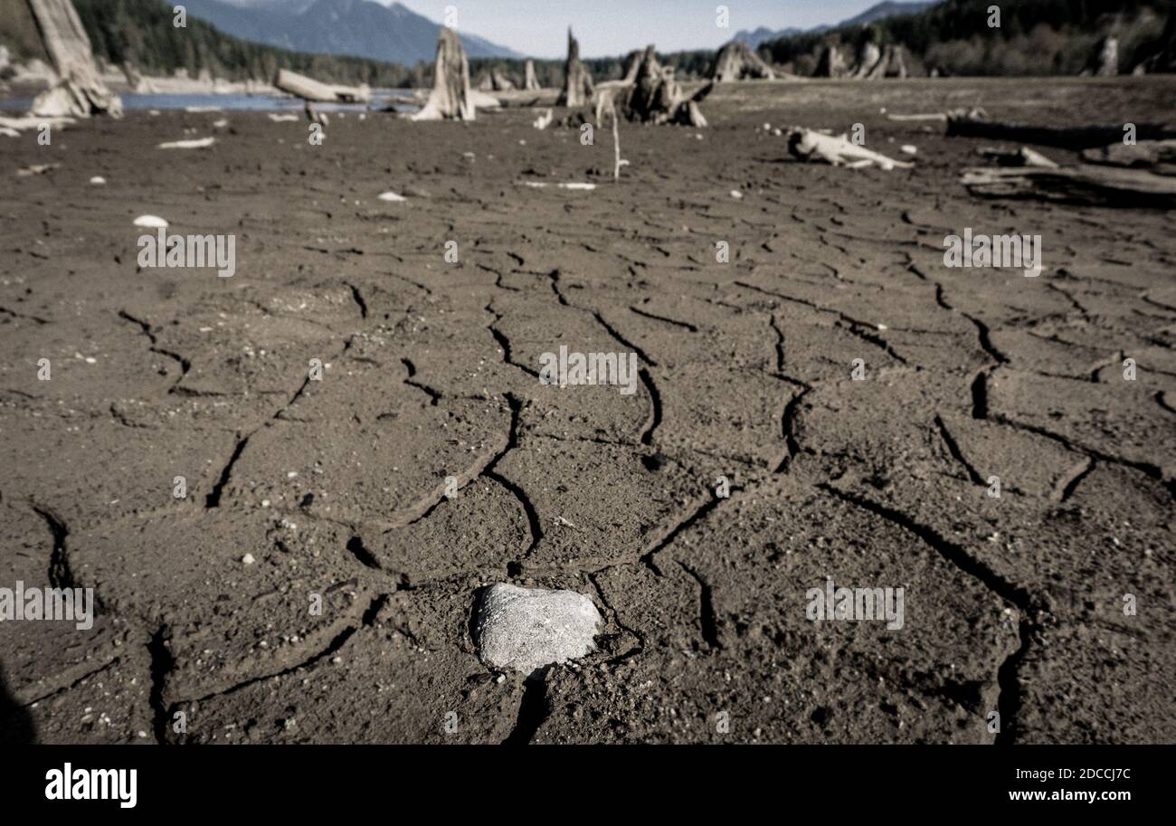 Oldgrowth stumps rise dramatically out of the bed of a manmade lake