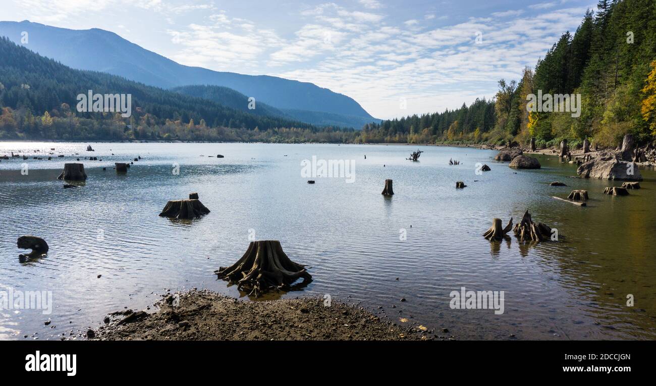 Oldgrowth stumps rise dramatically out of the bed of a manmade lake